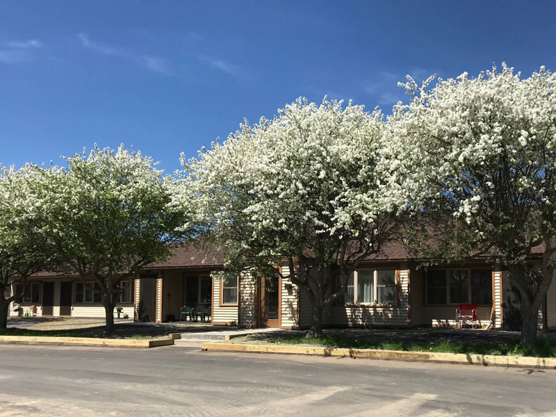Apple trees at entry to Heritage Court
